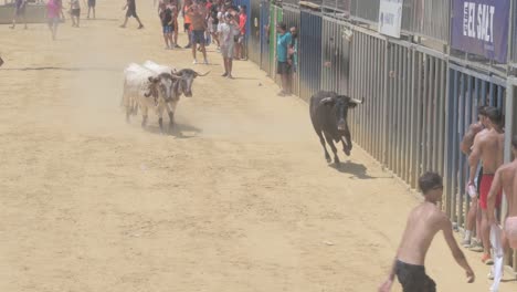 bull running event in a crowded outdoor arena