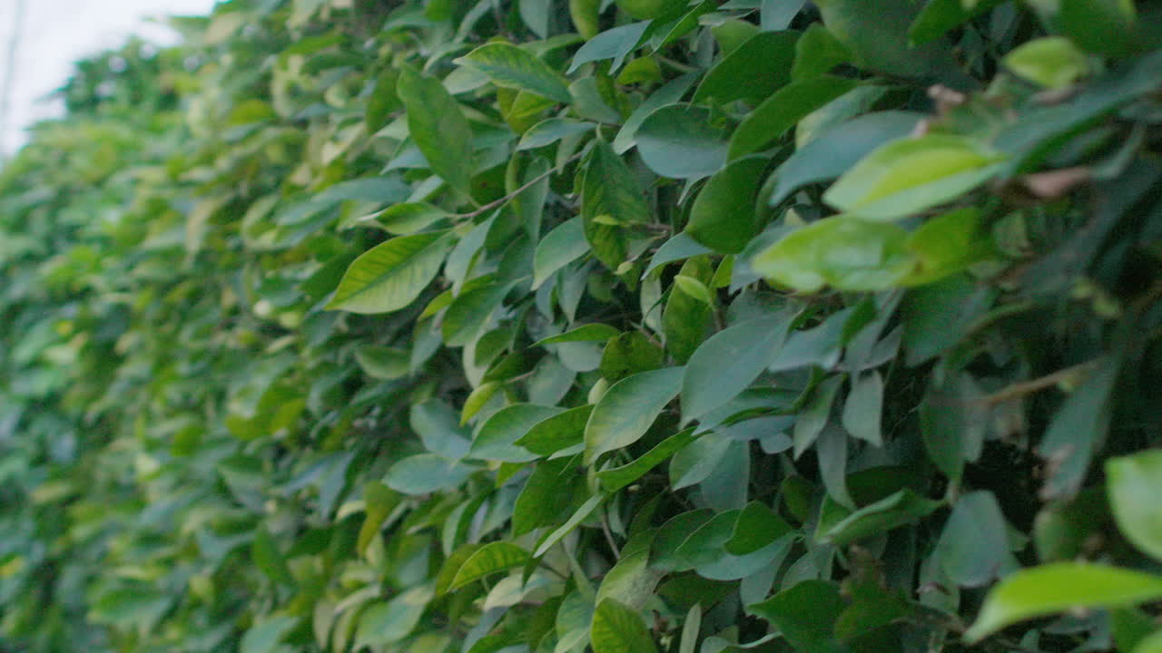 Some green leaves on a hedge.