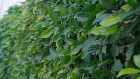some green leaves on a hedge.