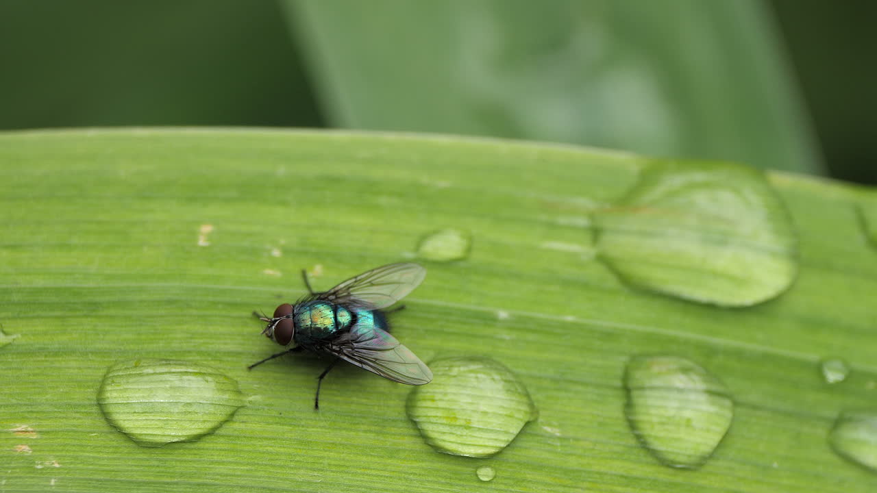 primer plano de una mosca verde y azul en una hoja verde brillante