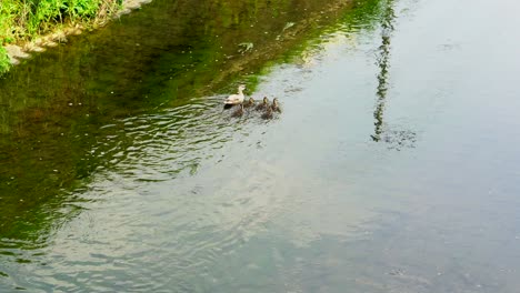 En-Verano-En-Los-Ríos-De-Tokio,-Japón,-Es-Muy-Común-Ver-Familias-De-Patos-Paseando