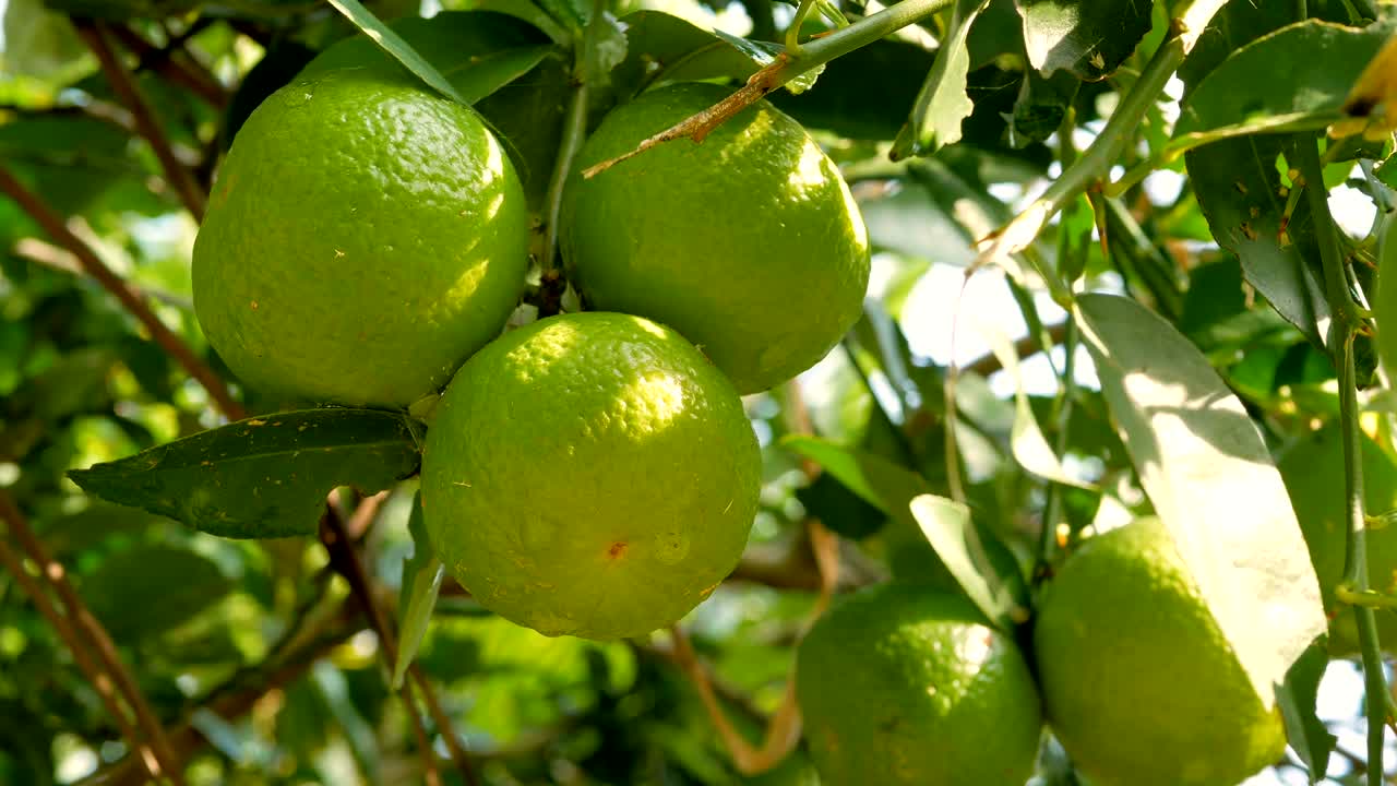 농장에서 빛으로 바람에 의해 가까운 녹색 라임 스.