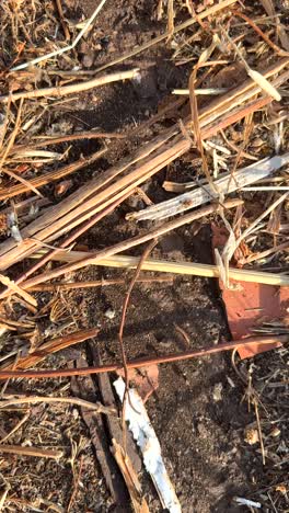 close-up of dry grass, twigs, and soil with debris