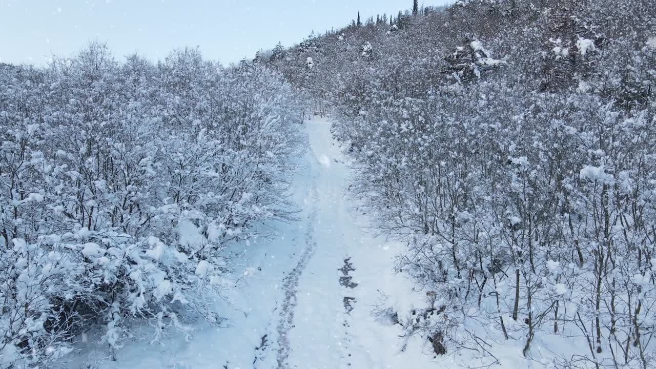 눈이 내리는 것