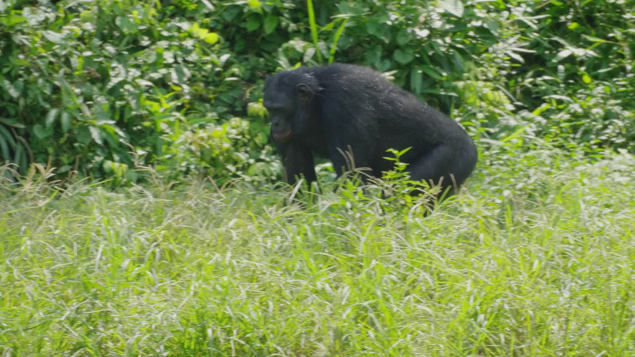 Bonobo che cammina a quattro zampe in una fitta giungla di savana.
