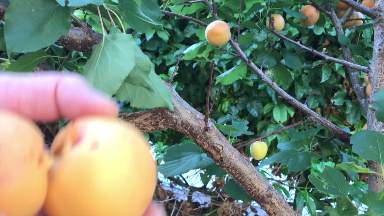 Mano che raccoglie albicocche coltivate in casa da un albero.