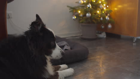 handheld camera shot of a dog looking to the right side of the frame on a christmas day