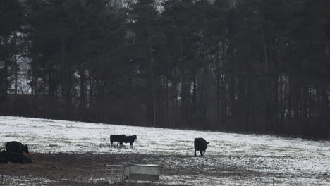 Kühe-Und-Kälber-Durchstreifen-Eine-Schneebedeckte-Weide-In-Der-Tschechischen-Landschaft,-Eine-Friedliche-Landschaft