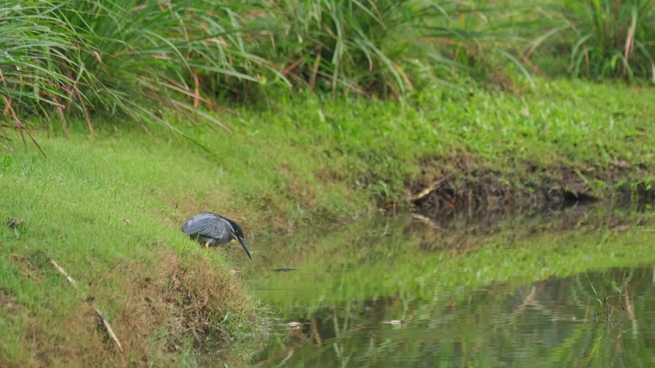 esperando a que aparezca un pez en un estanque, la garza estriada butorides striata, tailandia