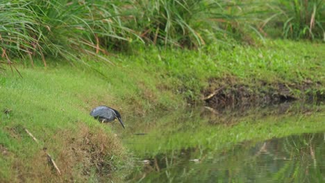 waiting for a fish to appear at a pond, striated heron butorides striata, thailand