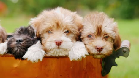 several puppies look out of a copper bucket. bounty of happiness