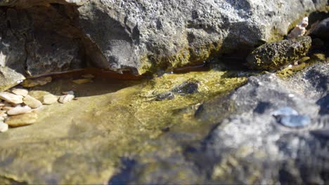 Pequeño-Cangrejo-Gris-Recogiendo-Minerales-En-Un-Charco-De-Roca-Poco-Profundo-Mientras-El-Agua-Se-Ondula