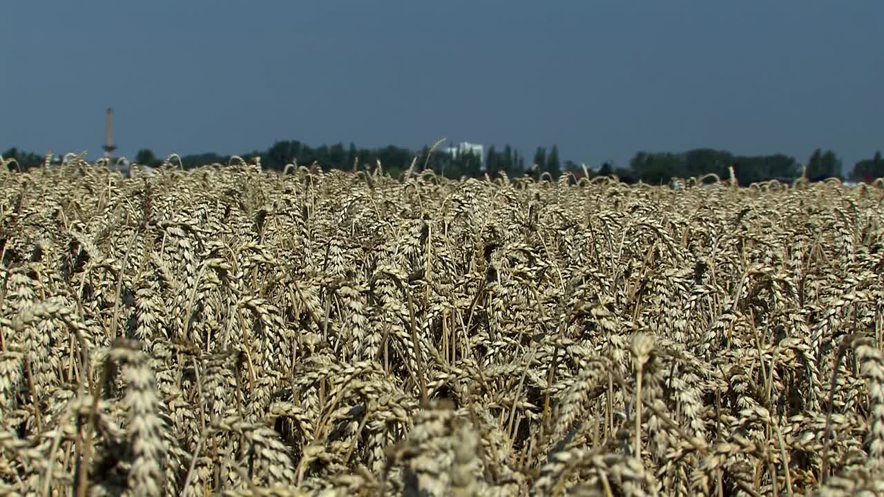 plano medio del campo de trigo en magdeburger boerde unos minutos antes de la cosecha, alemania