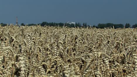 Plano-Medio-Del-Campo-De-Trigo-En-Magdeburger-Boerde-Unos-Minutos-Antes-De-La-Cosecha,-Alemania