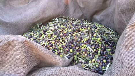 olive harvest, a batch of olives on net, cleaning and picking out the leaves