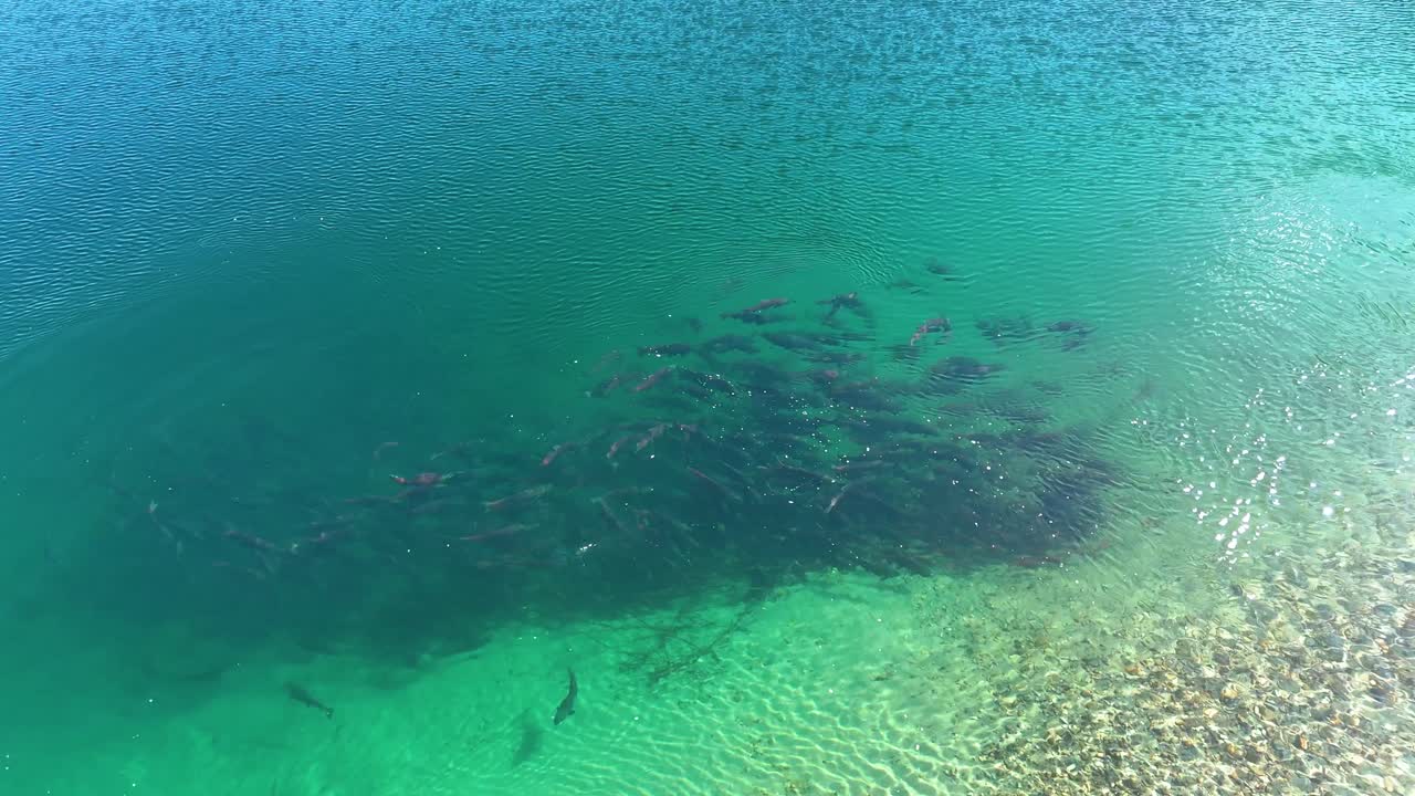 Sockeye salmon holding by a lake in British Columbia, Canada.