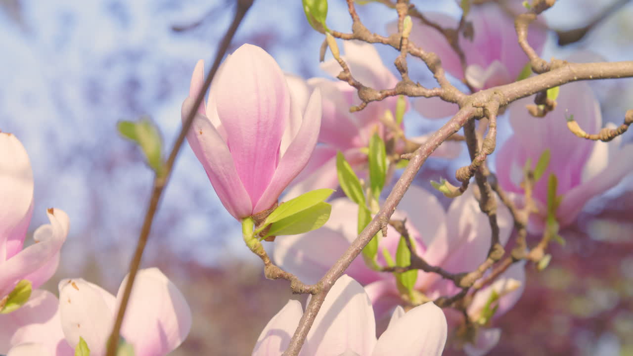 las flores de cerezo cerca en una soleada mañana de primavera