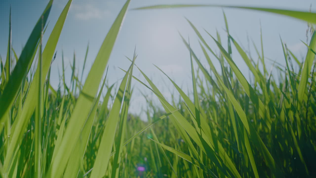 disparo de bajo ángulo de la pradera de hierba verde británica soplando en el viento