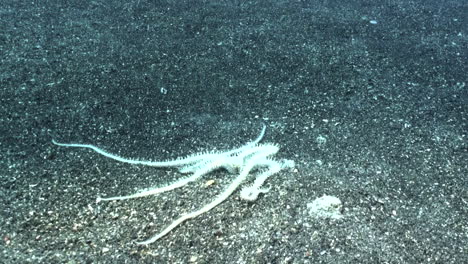 marbled brittle star moving fast over dark sandy bottom using all five arms, long shot