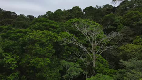 Drone-shot-of-jungle-exposing-pacific-ocean-in-Bahia-Solano,-Colombia