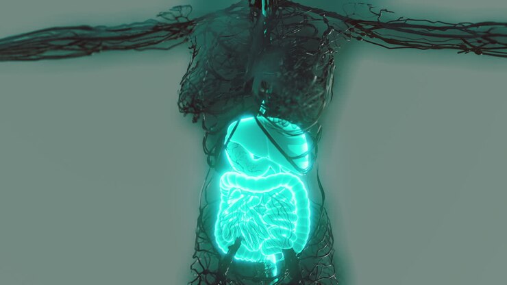 transparent human body with visible digestive system