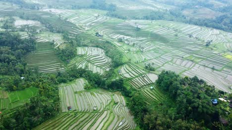 4K-Drohnenaufnahmen-Aus-Der-Luft:-Grüne-Jatiluwih-Reisterrassen-Der-Unesco,-Ubud,-Bali