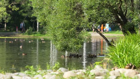 ducks in a park pond