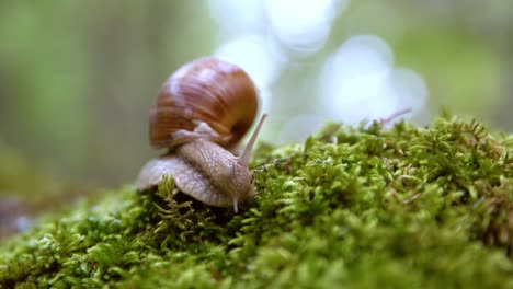 helix pomatia también caracol romano, caracol borgoña