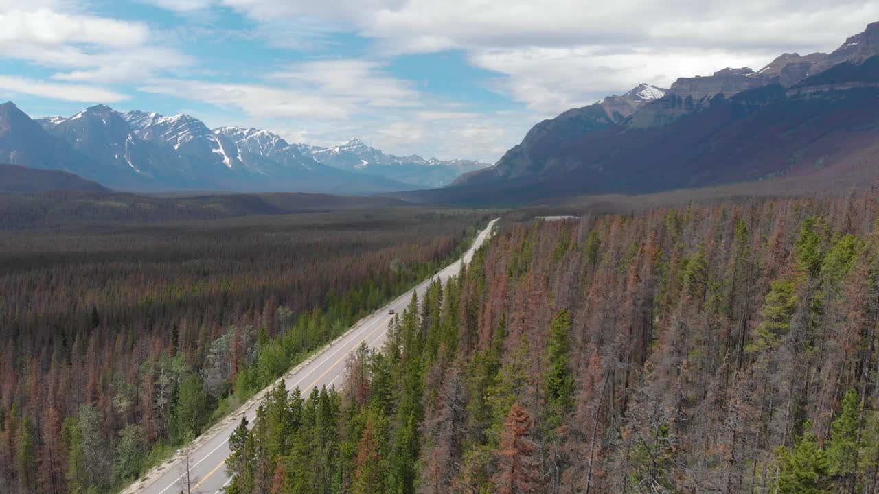 drone vola sopra la strada circondata da alberi di pino, montagne sullo sfondo del paesaggio nella stagione estiva