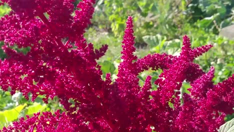 Planta-De-Amaranto-Macro-Cerrar