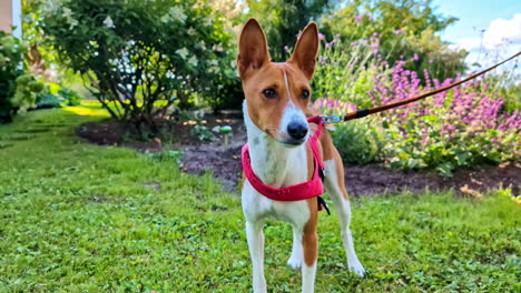 vista en cámara lenta de perro canino cachorro mascota con correa roja chaleco de plomo arnés de alerta rodeado de plantas de jardín en el patio trasero del parque al aire libre apoyo de capacitación de guía