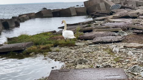 hand-held footage oi a swan cleaning itself and then looking around