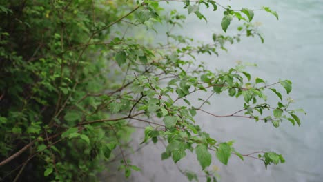 Ramas-Con-Hojas-Frente-A-Un-Río