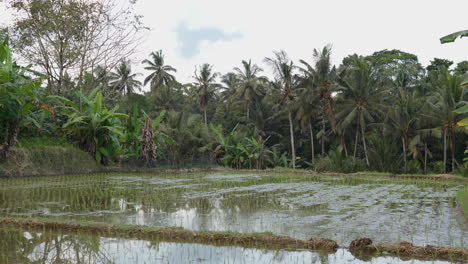 Cultivated-Landscape-Of-Paddy-Field-Seedlings-In-Ubud,-Bali-Indonesia