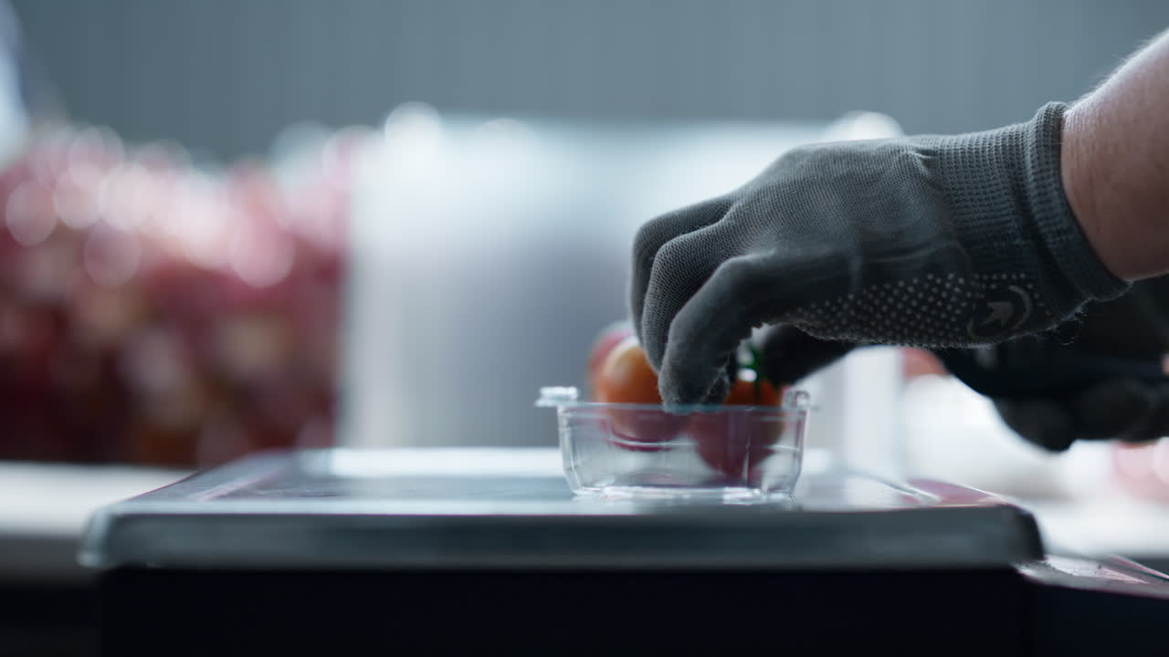 Worker hands packing cherry tomatoes plastic box removing parts cutting closeup