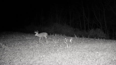 whitetail deer - buck and several does foraging for food in a harvested corn field in late fall in the midwest at night; concepts of nature, game camera, wildlife and hunting