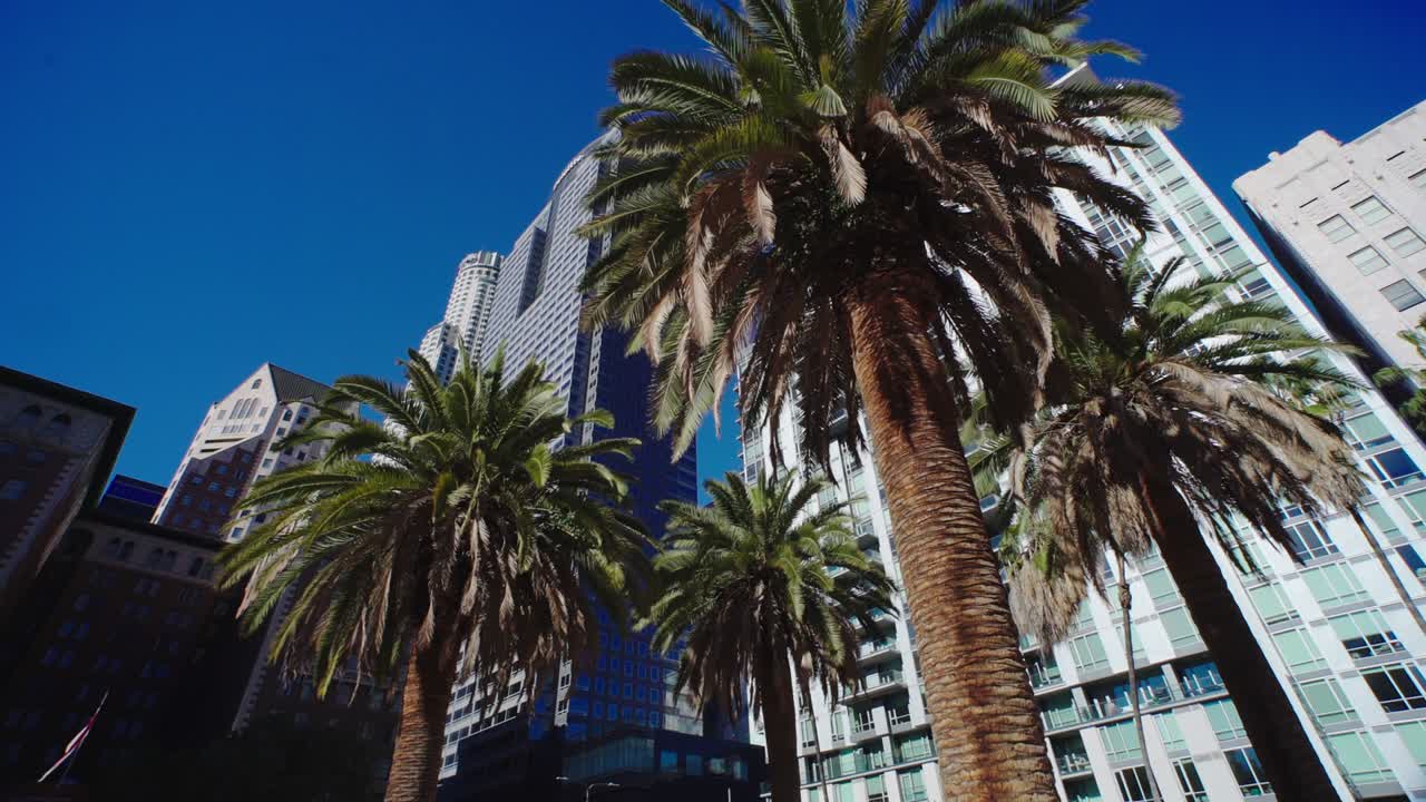 Palm trees next to skyscraper buildings downtown. LA offices, hotels, apartments. Concept of American modern urban lifestyle, city life work in LA. Low view.