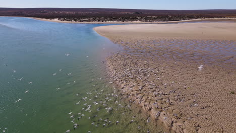 Drone-Lento-Pan-Sobre-El-Estuario-Del-Río-Olifants,-Gaviotines-Caspio-En-Vuelo