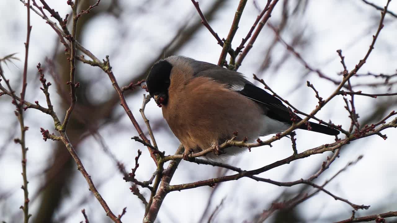 bullfinch hembra comiendo bayas de una rama pequeña
