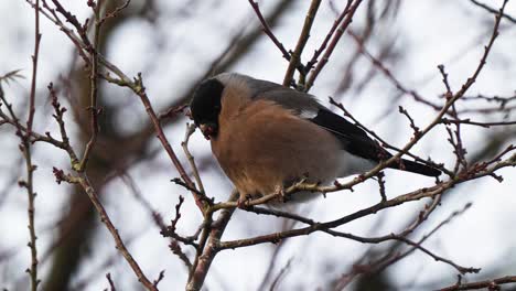 female bullfinch eating berries off of a small branch