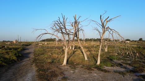 Abgestorbene-Bäume-Bleiben-In-Der-Luftaufnahme-Der-Stadt-Epecuen-Zurück