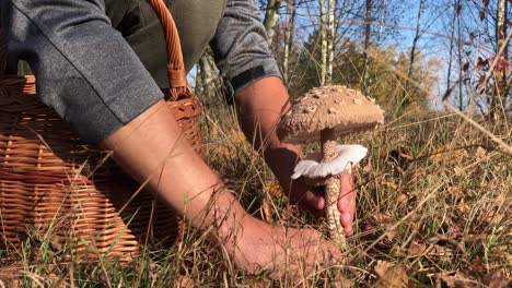 macrolepiota-procera caza de setas temporada de otoño cerca de la mano caucásica macho recogió la seta y la dejó caer en una cesta de mimbre