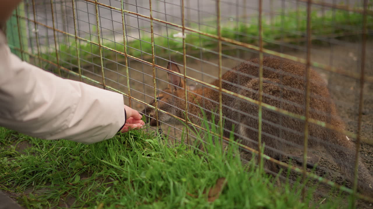 Ein kleines Wallaby wird durch einen Zaun hindurch von Hand gefüttert, ein ehrenamtlicher Betreuer macht ein sanftes Angebot, während ein schüchternes Beuteltier in der Nähe eines verrosteten Drahtgeheges an Gras knabbert, grünes Moos und ein Ärmel sind sichtbar, mitfühlender Zoo