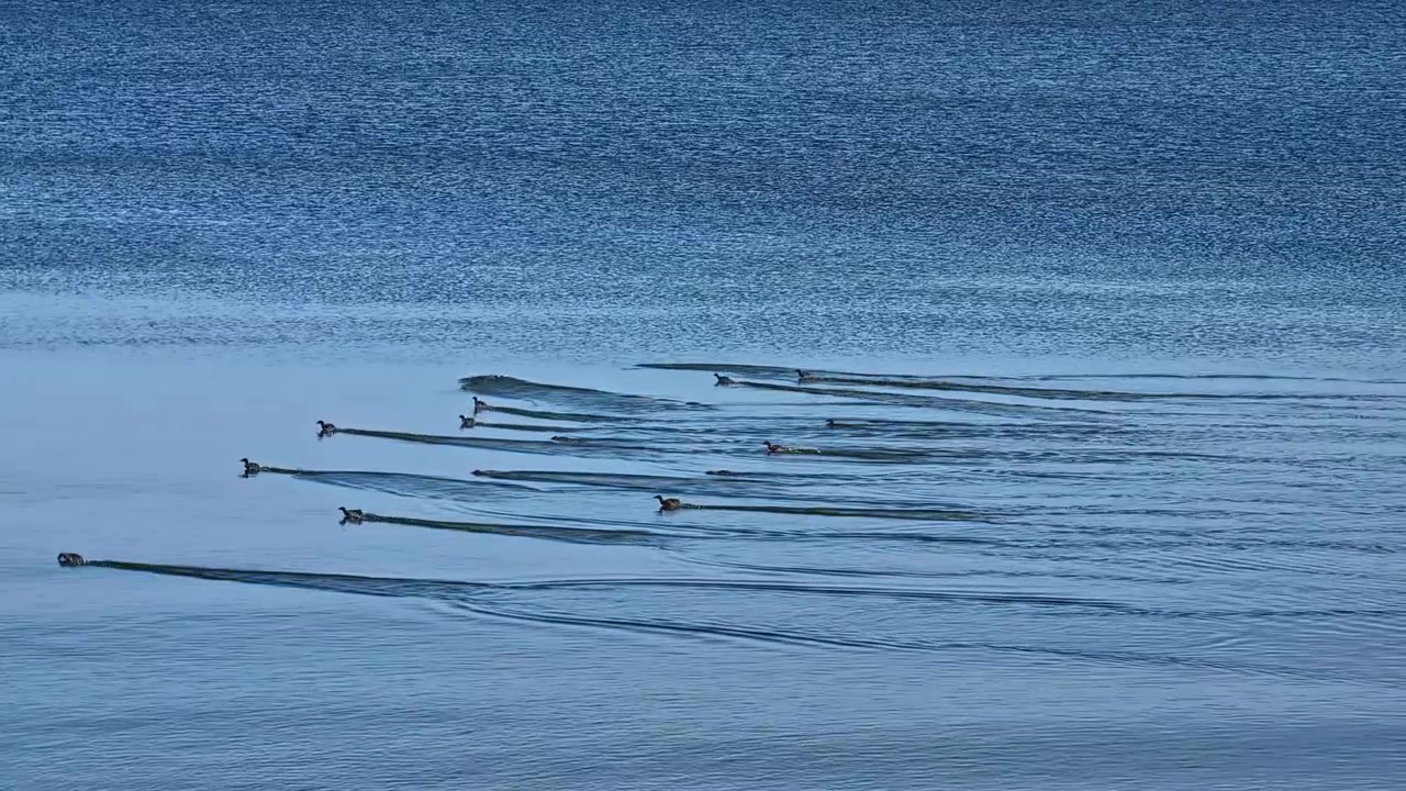 Flock of ducks swims together across calm blue water, creating gentle ripples