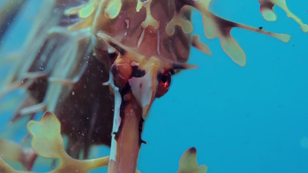 dragón de mar frondoso con huevos 4k cámara lenta sur de australia