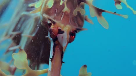 dragón de mar frondoso con huevos 4k cámara lenta sur de australia