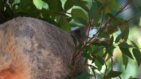 Ein-Koala-Bewegt-Sich-Auf-Dem-Baum,-Nahaufnahme,-Die-Seinen-Flauschigen-Hintern-Einfängt