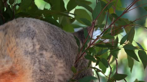 a koala moving on the tree, close up shot capturing its fluffy butt