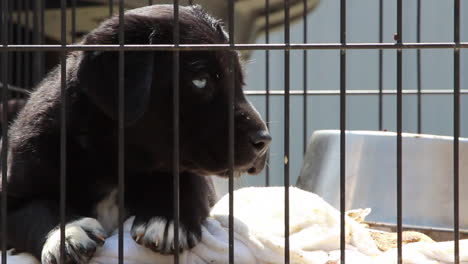 a sad puppy with beautiful blue eyes locked up in a cage at an animal shelter