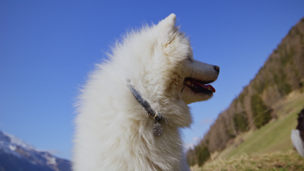 Samoyed and Shetland Sheepdog playing joyfully on a mountain field, surrounded by stunning alpine views and clear skies